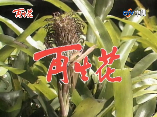 再生花1990海报